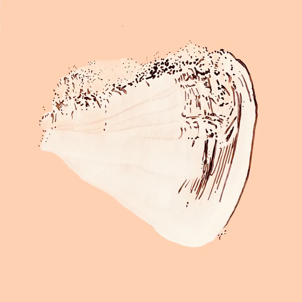 Whispers of the Shore: A Delicate Shell Study on Soft Peach Canvas