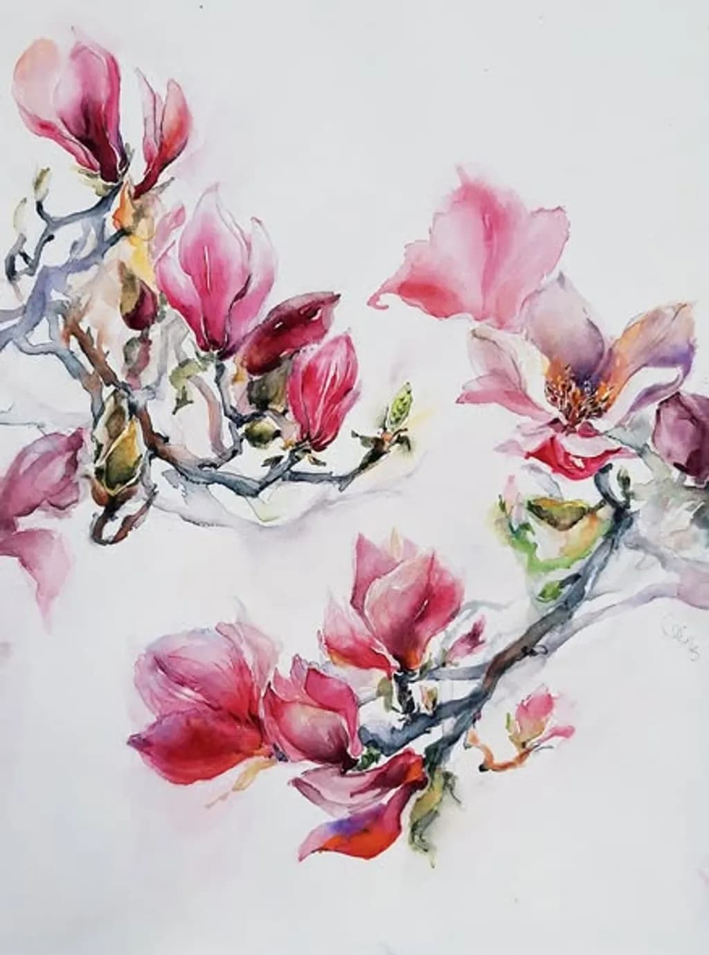 Crimson Magnolia