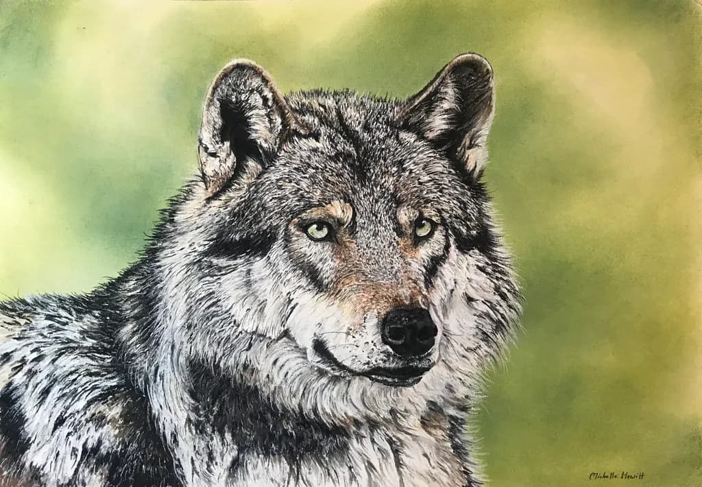 Steady Gaze Wolf