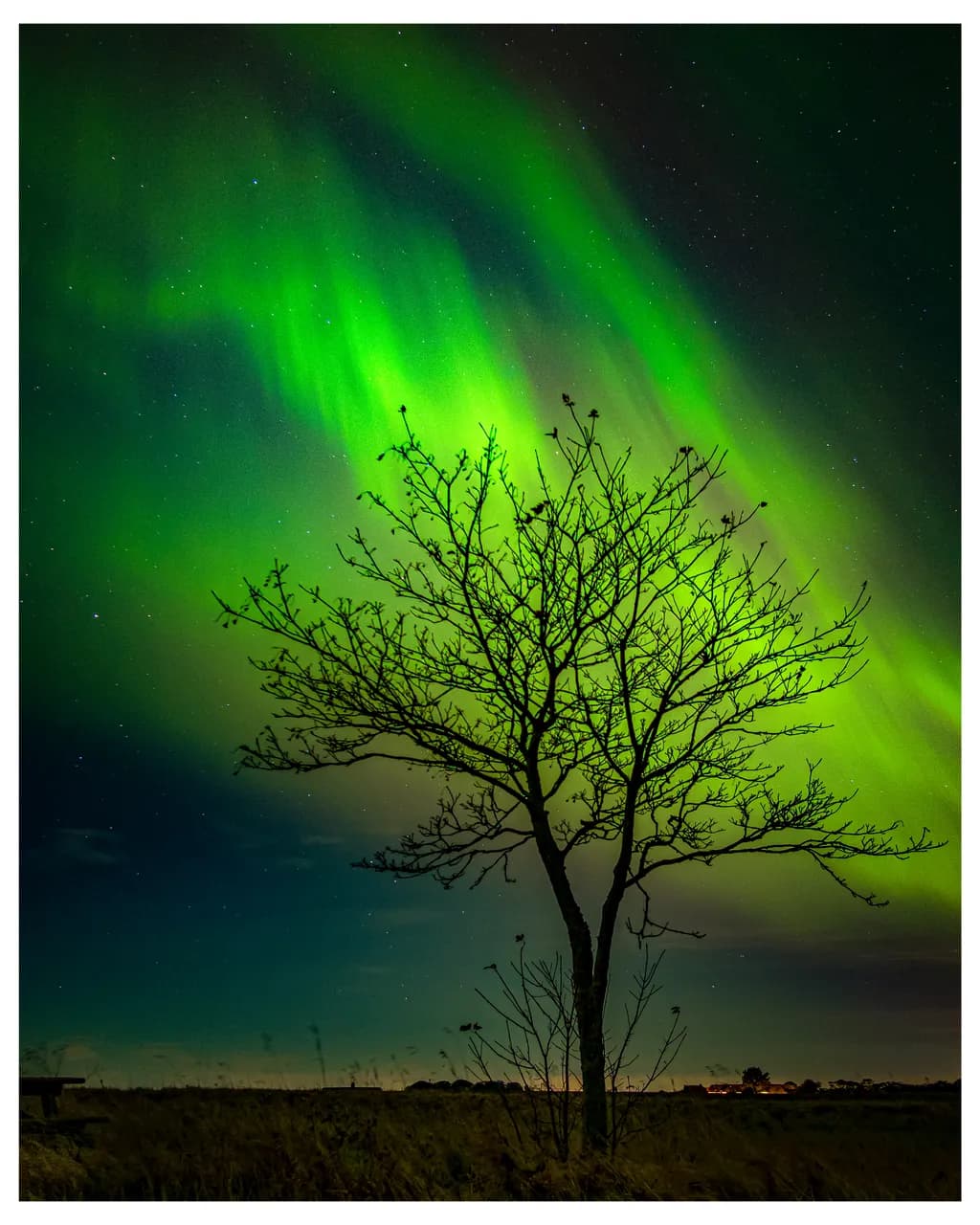 Northern Silhouette