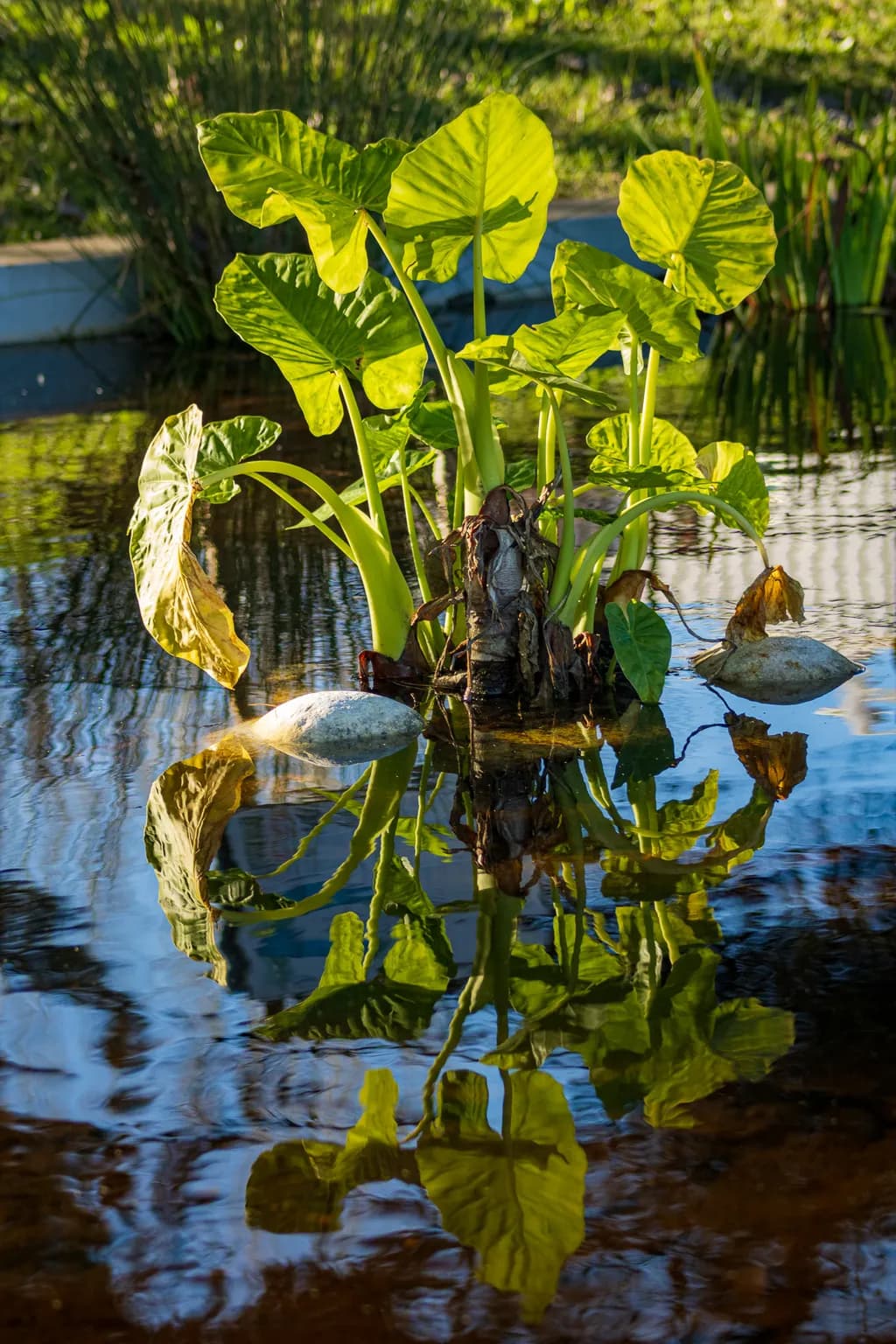 Reflections in Green