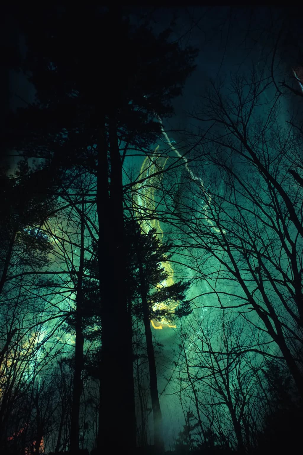 Whispers of the Ethereal Forest: A Mystical Nightscape Illuminated by Light