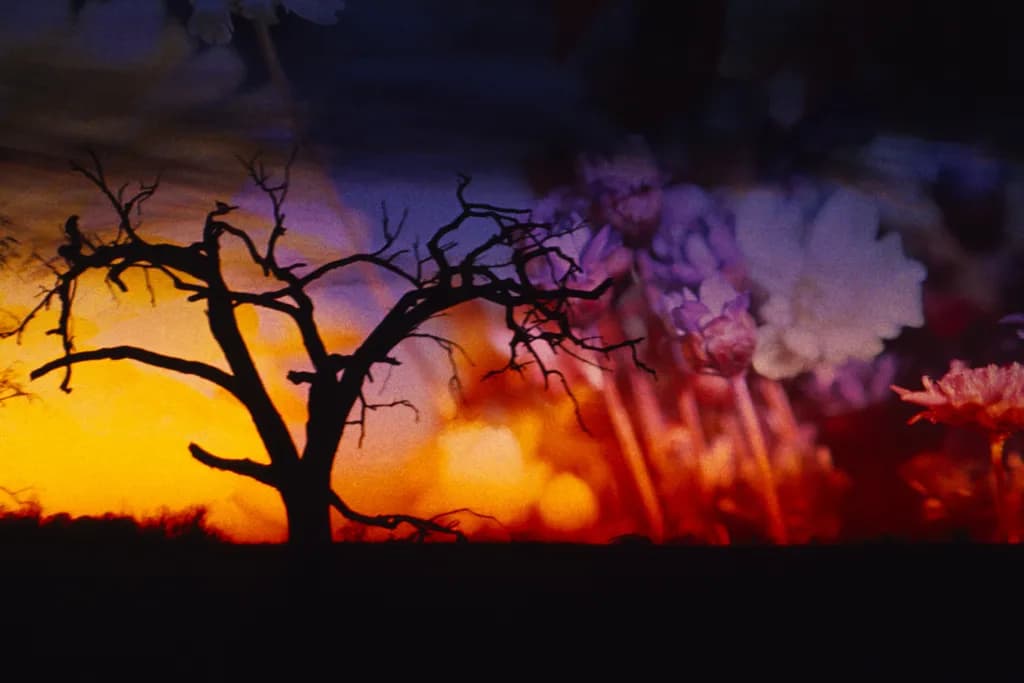 Whispers of Twilight: A Silhouette Dance of Flowers and Sunset