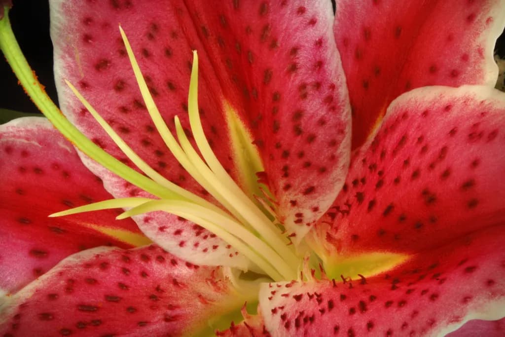 Lily Blossom