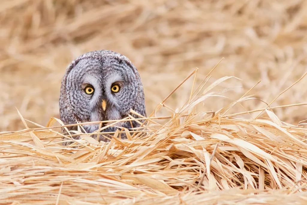 Whispers of the Wild: A Great Grey Owl's Gaze Amidst Golden Grasses