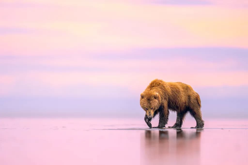Serene Reflections: A Grizzly Bear's Journey Through Tranquil Landscapes