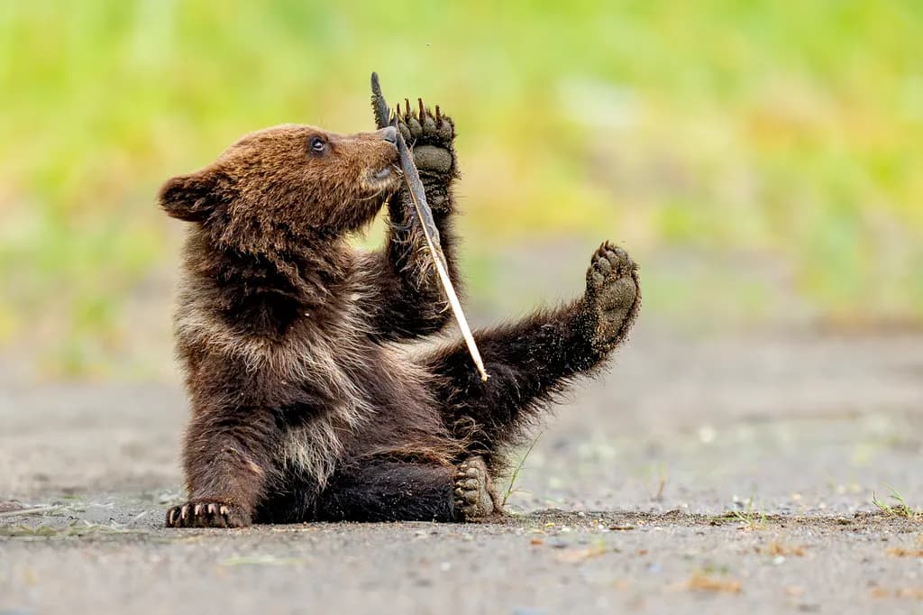 Whimsical Play: A Young Bear's Curious Encounter with Nature's Stick