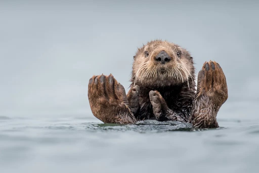 Whimsical Waters: The Playful Otter's Embrace of Serenity