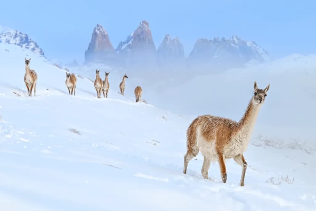 Whispers of the Andes: A Glimpse of Wild Life in Snow-Capped Serenity