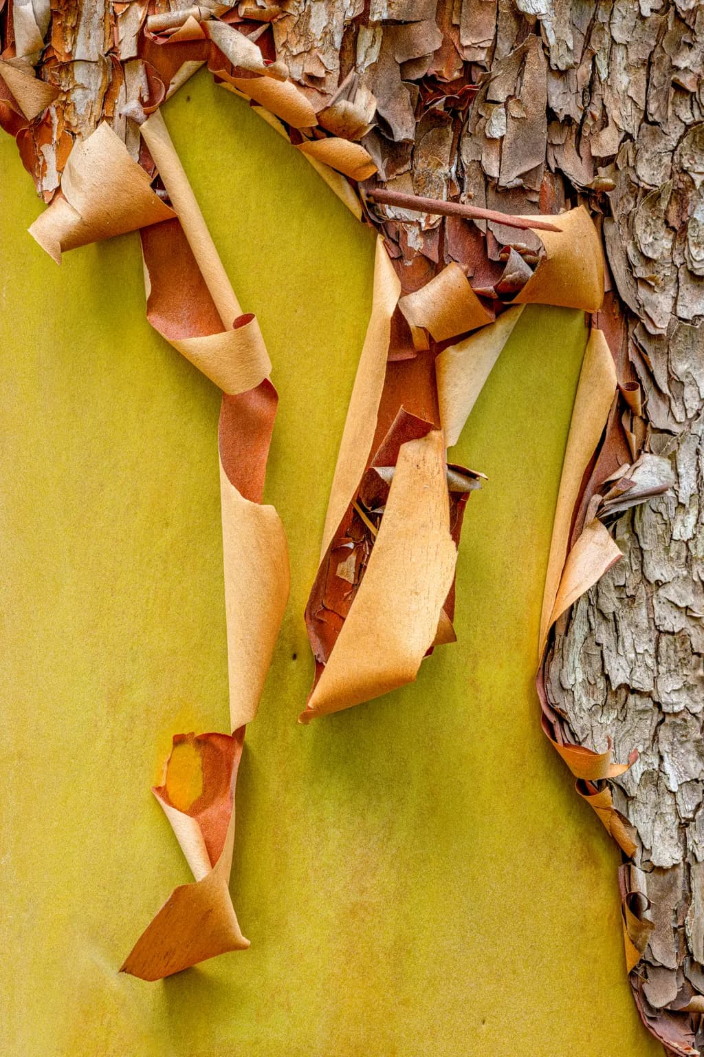 Nature's Tapestry: The Art of Peeling Bark and Vibrant Hues
