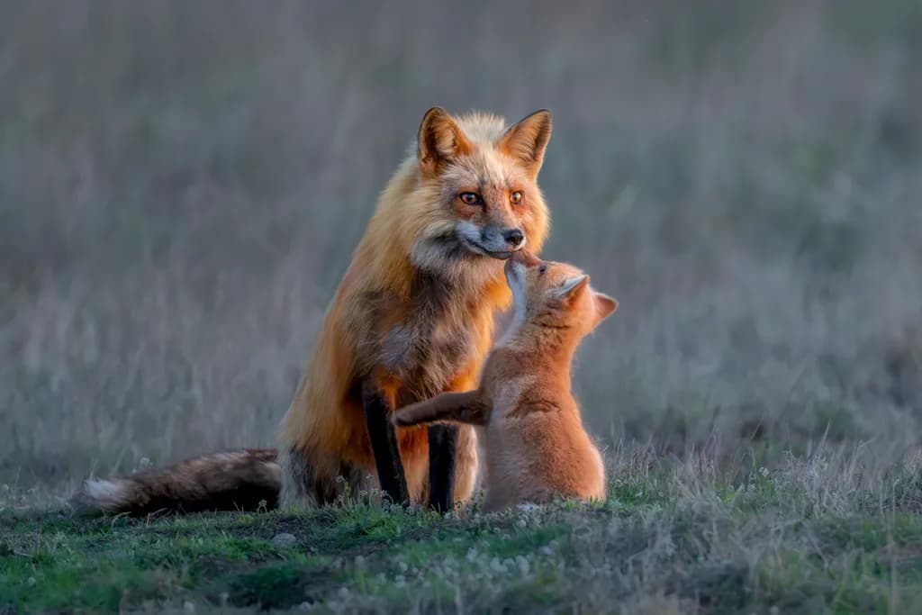 Whispers of the Wild: A Heartwarming Moment Between a Fox and Her Kit