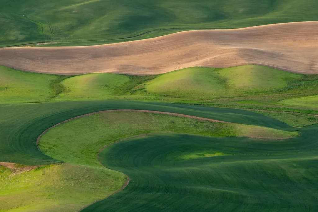 Whispers of the Green Hills: A Serene Landscape of Curves and Textures