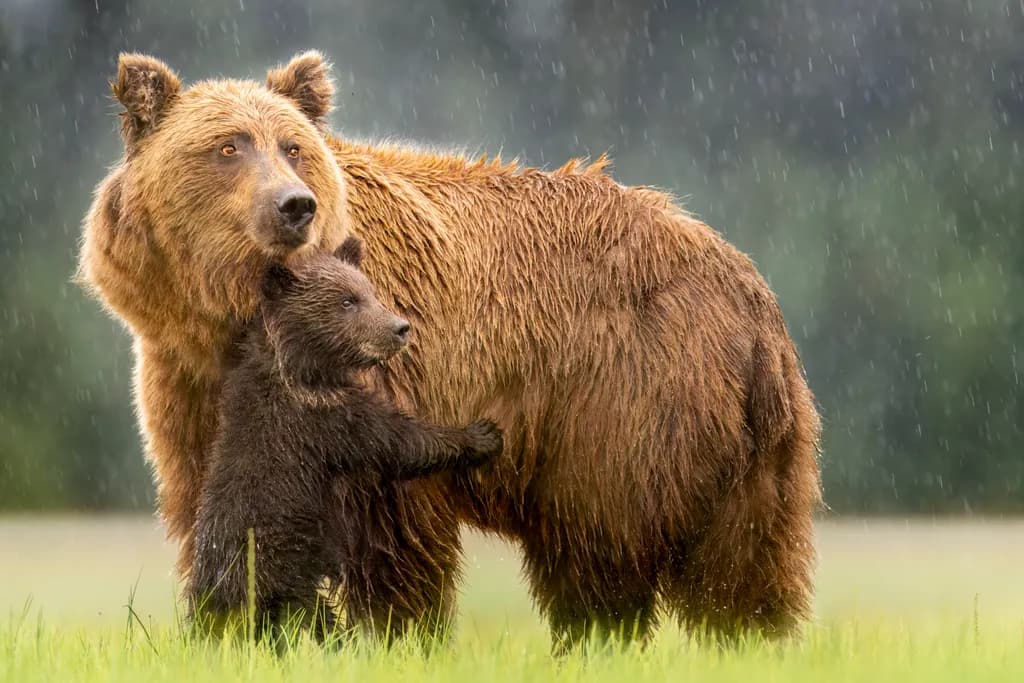 Tender Moments: A Grizzly Bear and Cub Embrace in the Rainy Wilderness