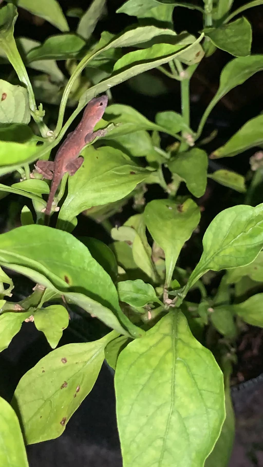 Whispers of the Night: A Lizard's Dance Amongst Lush Greenery