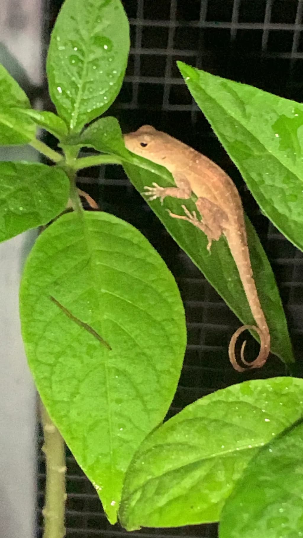 Whispers of the Rainforest: A Lizard's Embrace Among Dew-Kissed Leaves