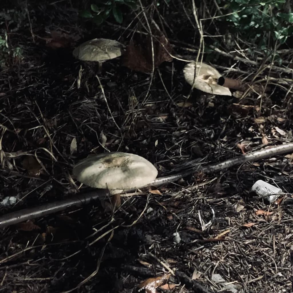 Whispers of the Forest: Enigmatic Mushrooms in Moonlight
