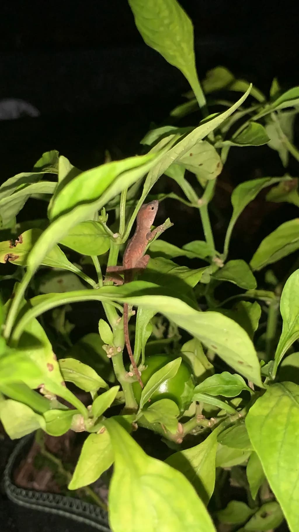 Whispers of the Night: A Lizard's Camouflage Amongst Lush Green Leaves