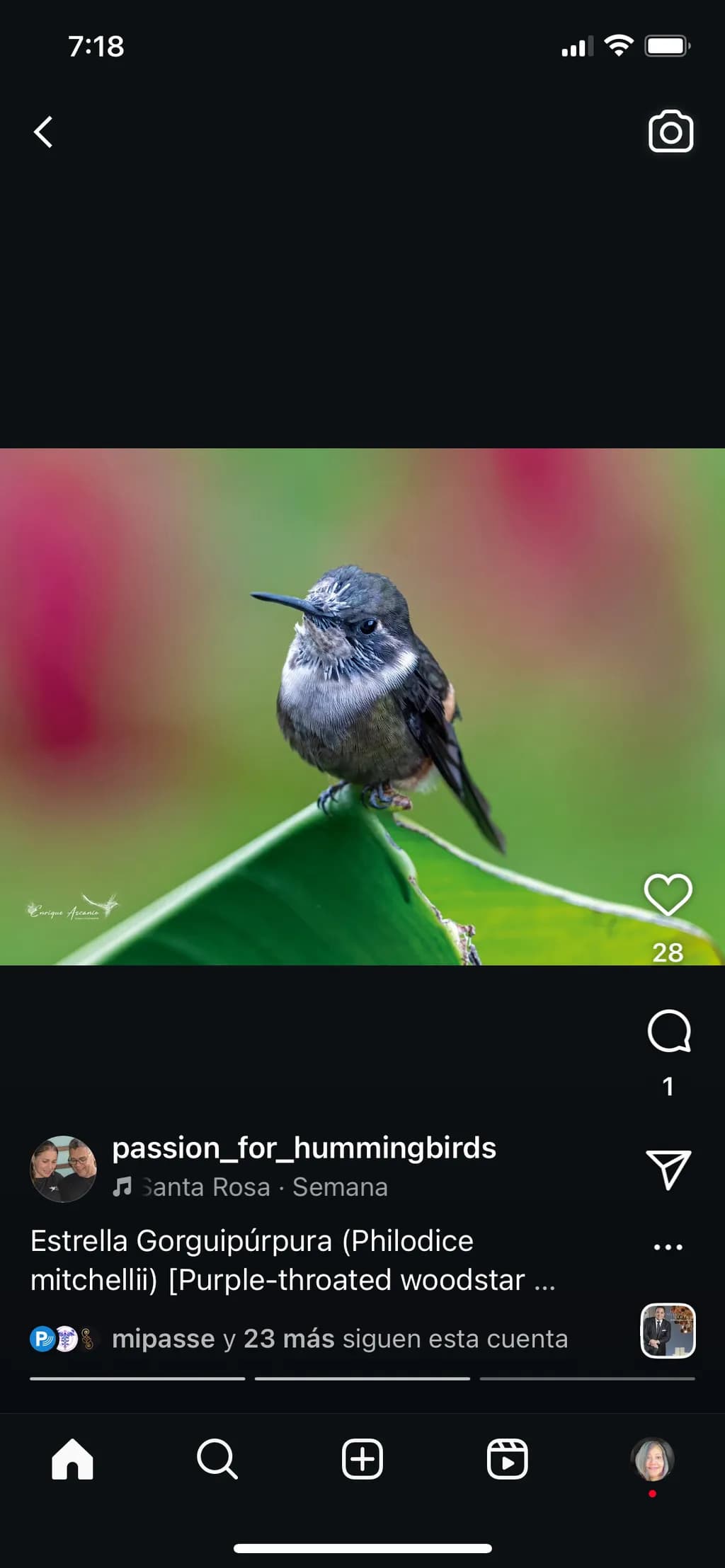 Whispers of Nature: The Enchanting Purple-Throated Woodstar in Serenity