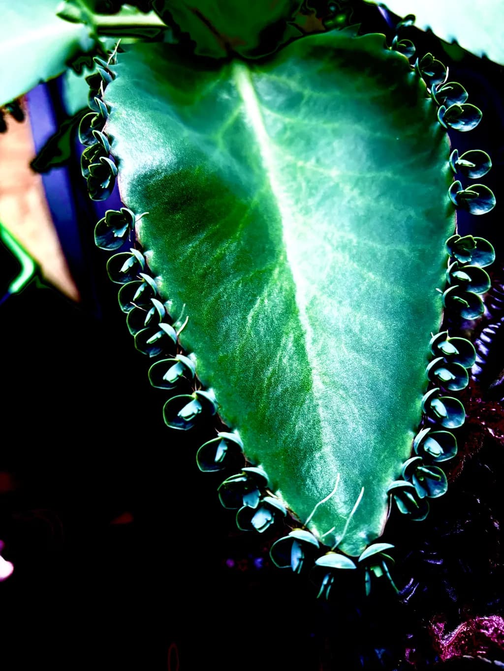 Leafy Embrace