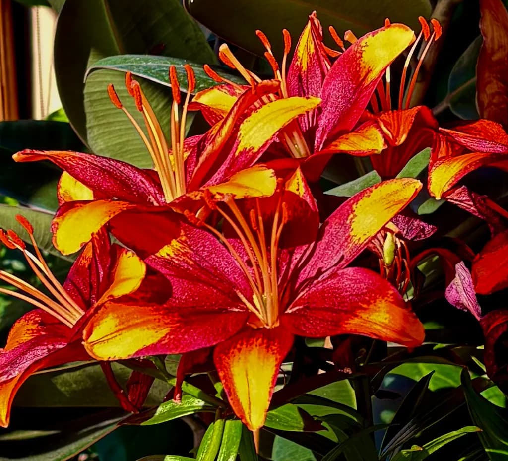 Fiery Blossoms