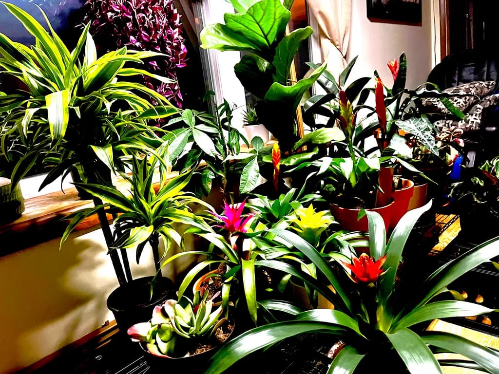 Tropical Oasis