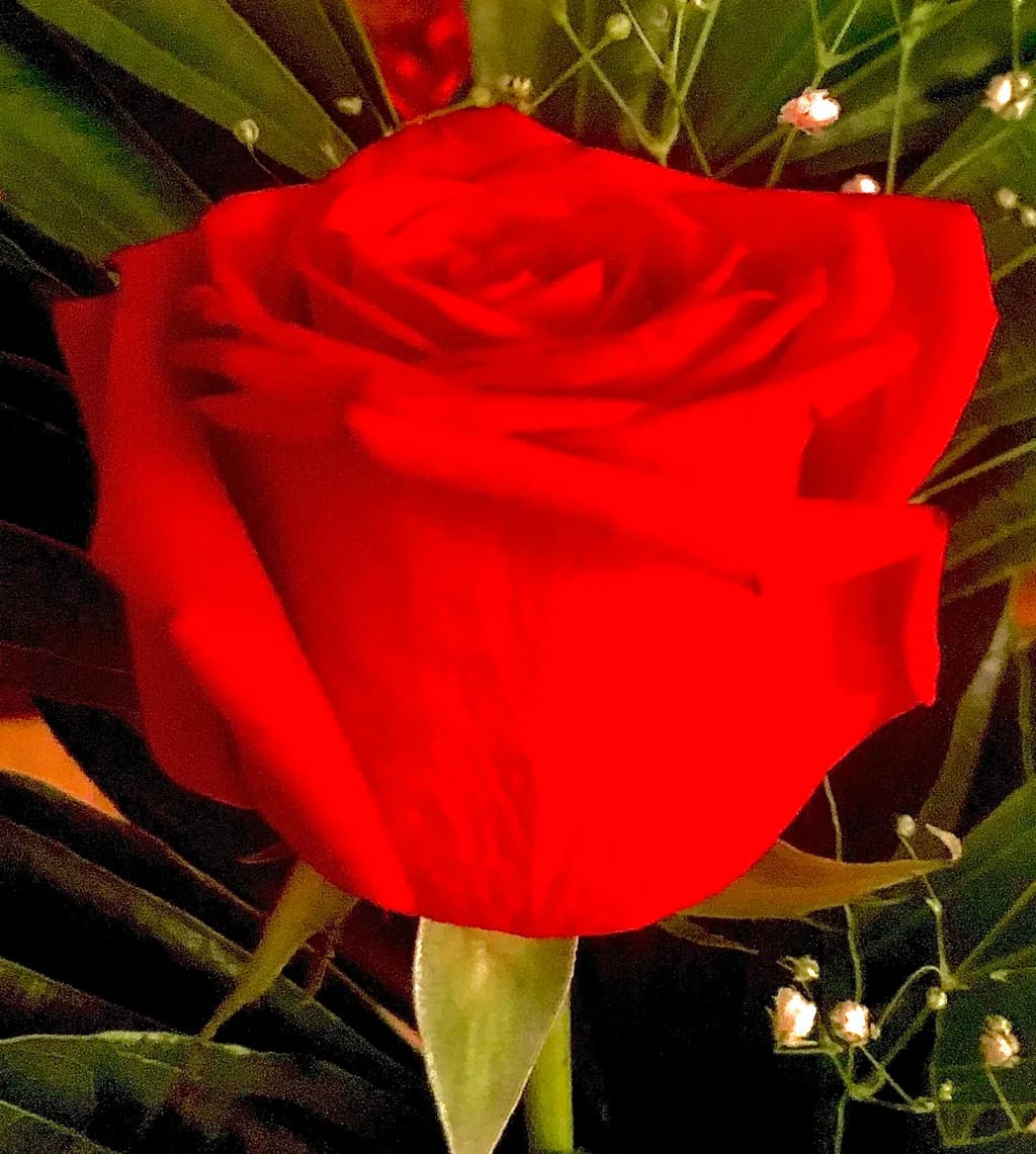Crimson Elegance