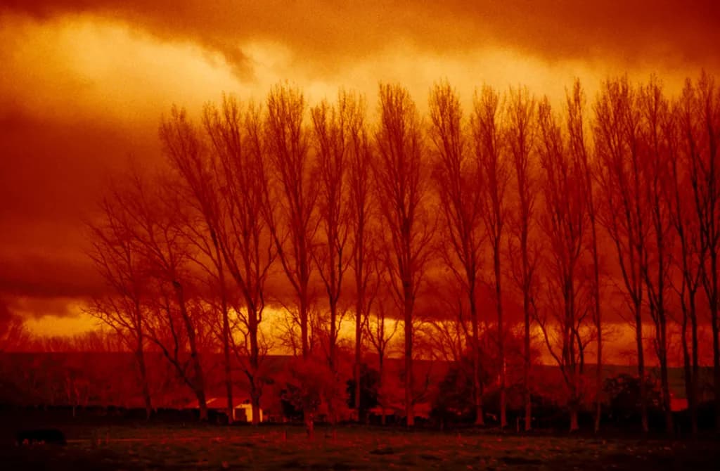Winter Dusk Trees