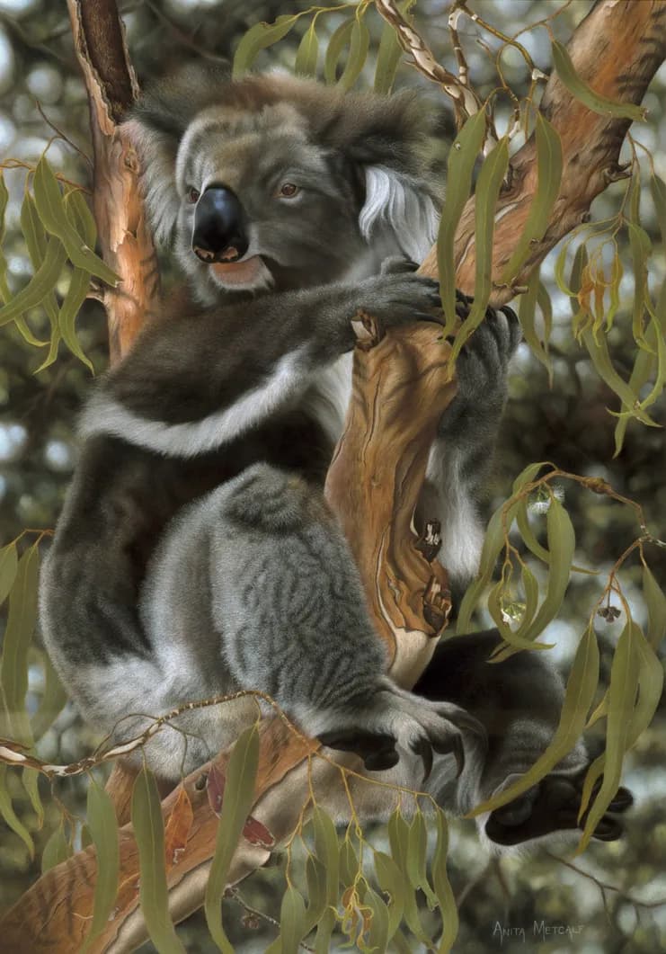 Koala in Eucalyptus