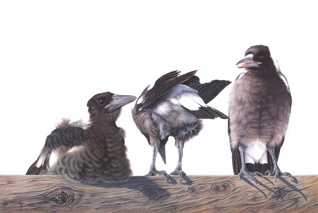Bird Trio