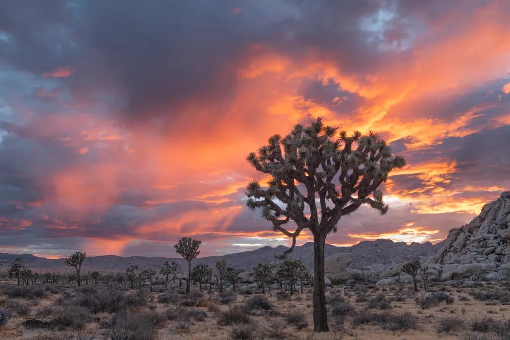 Joshua Tree Firelight