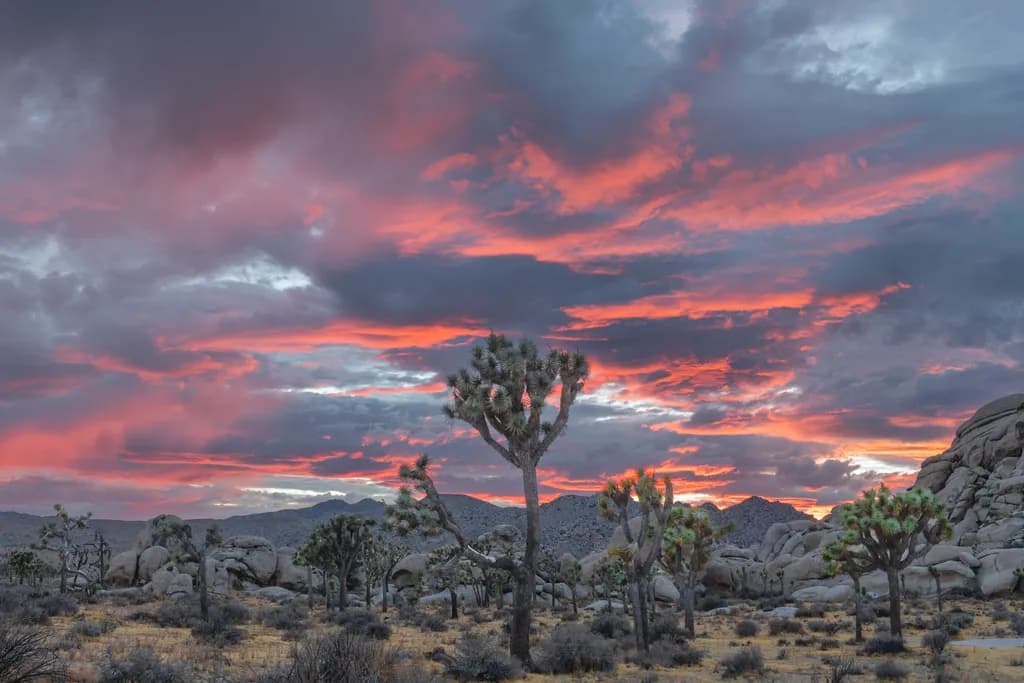Joshua Trees at Sunset