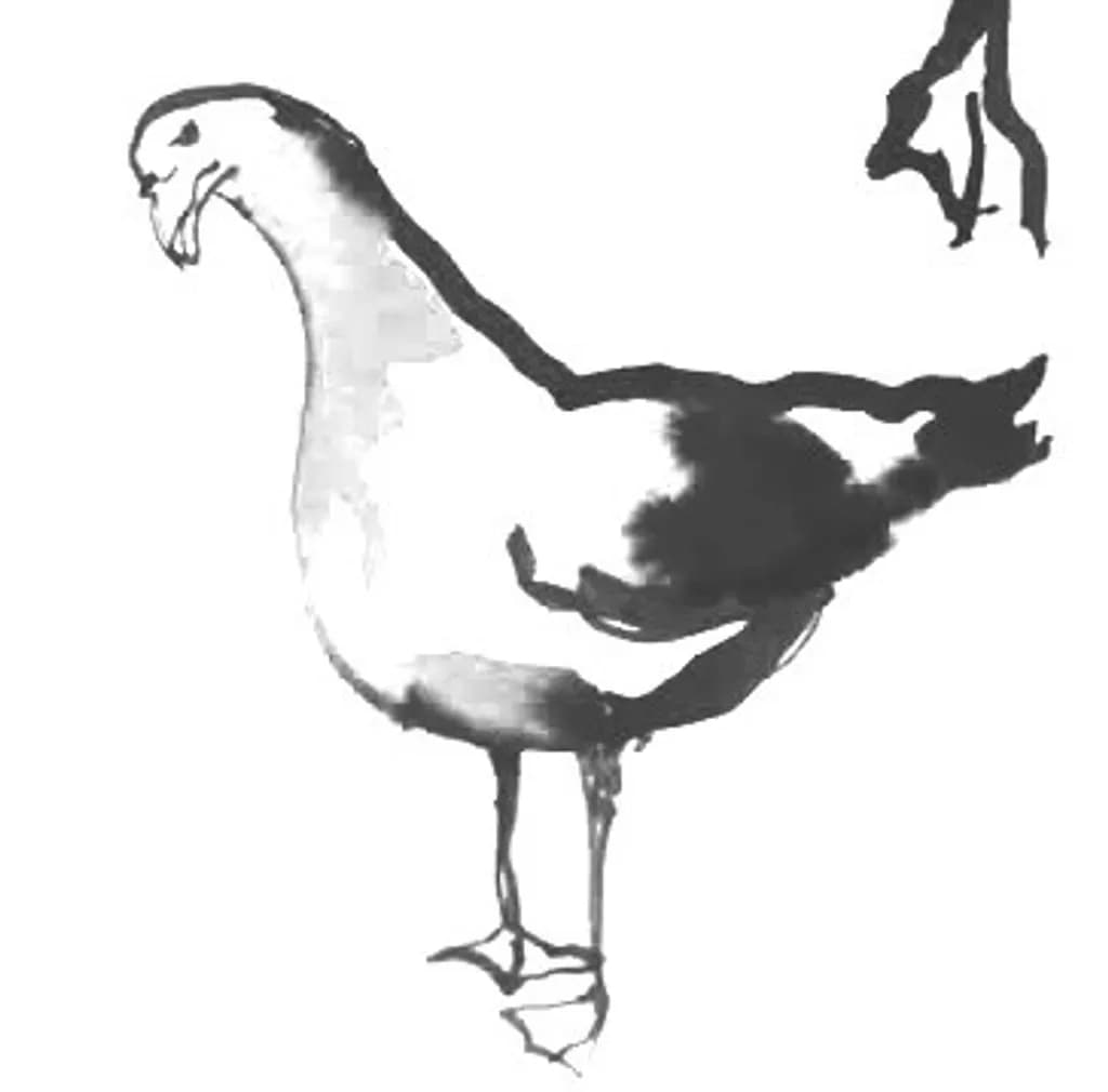 Seagull Sketch