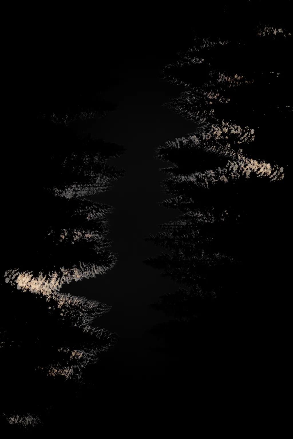 Fir Silhouettes