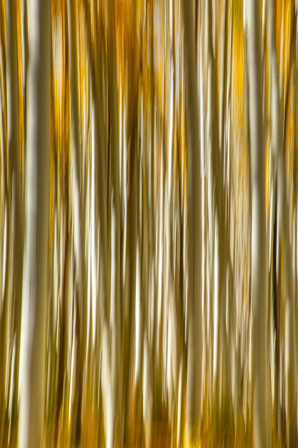 Boundless Forest
