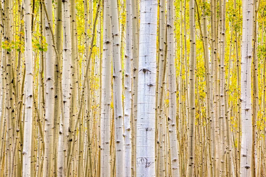 Into the Aspen Grove
