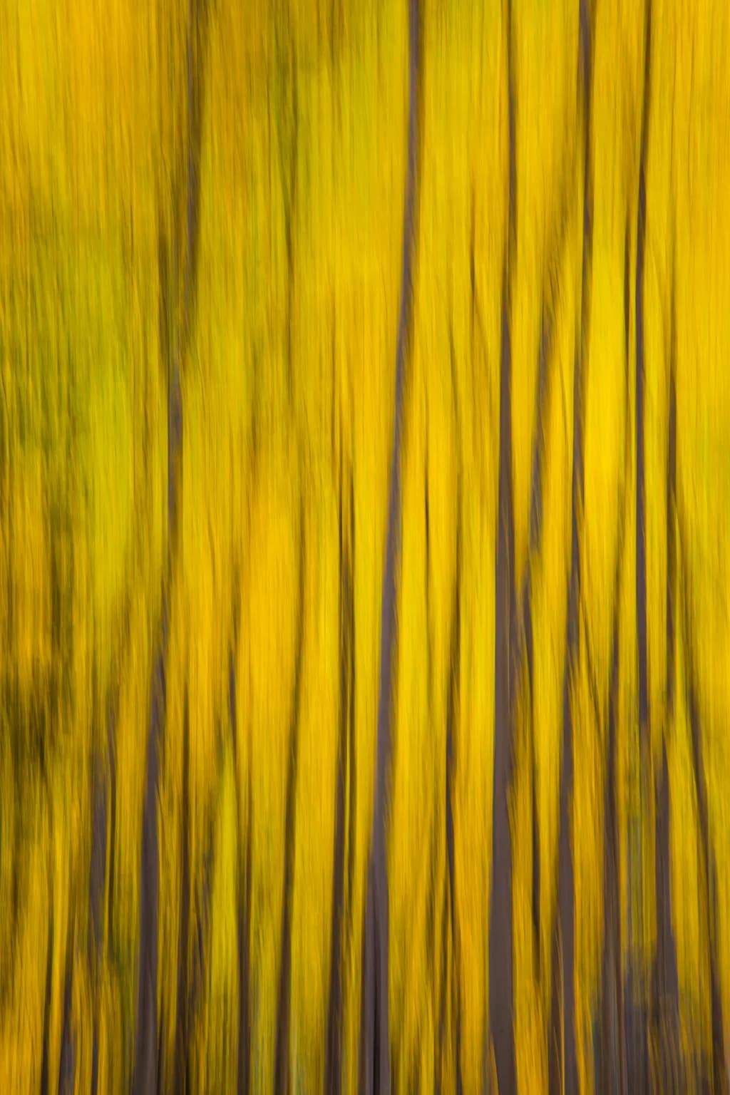 Golden Forest Dance