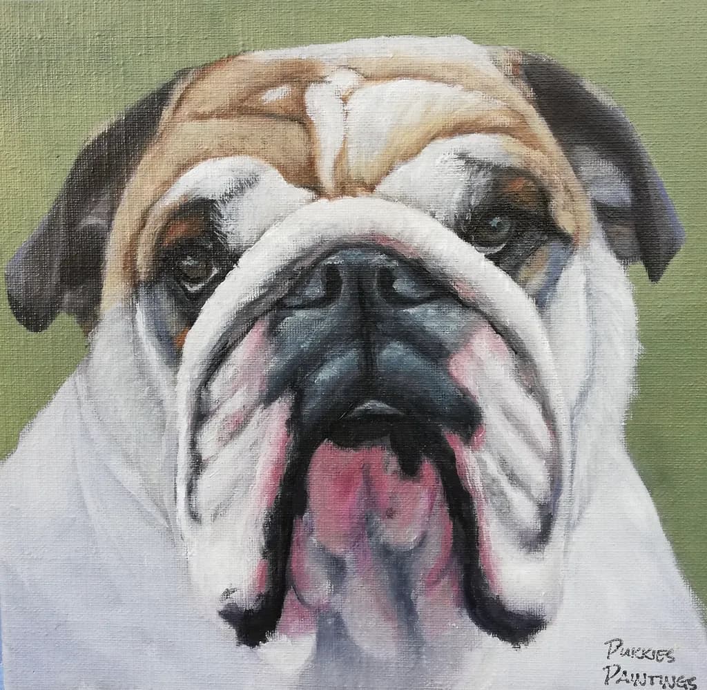 Bulldog Gaze