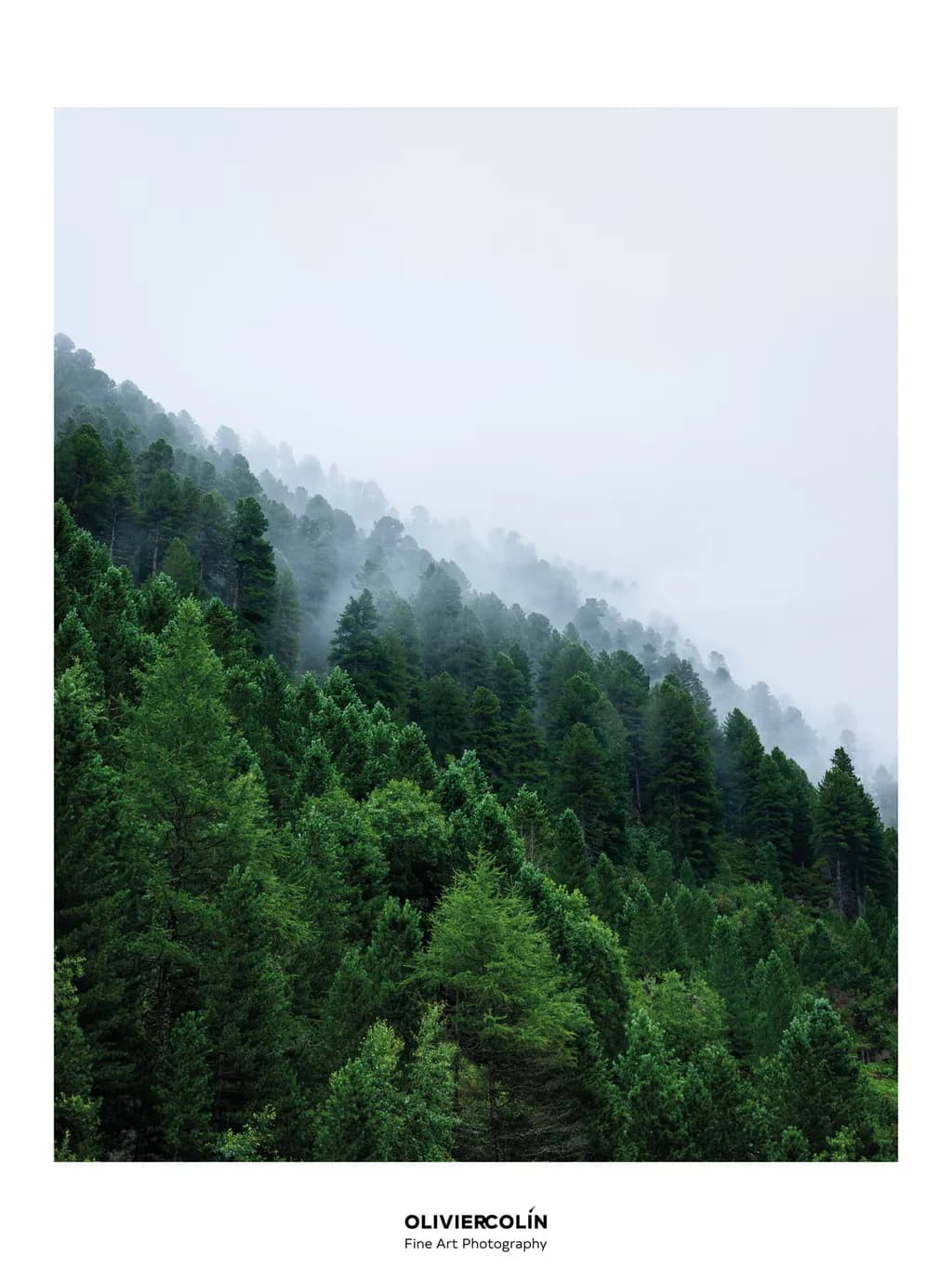 Trees Lined Slope