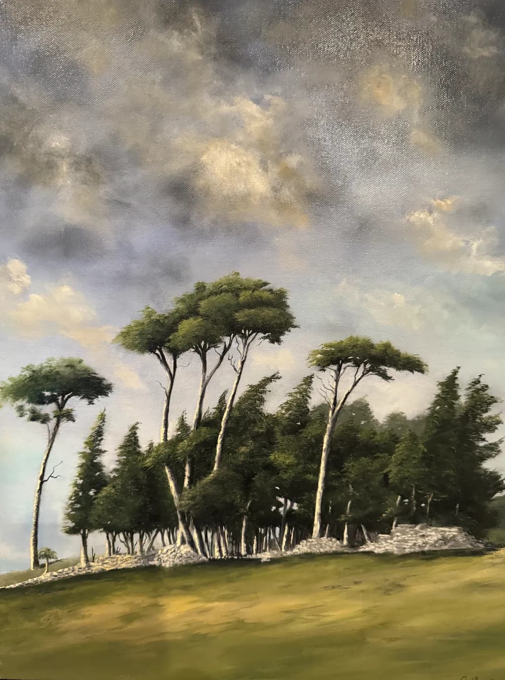 Windswept Grove