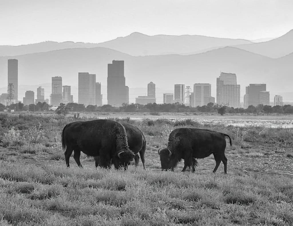 Bison and Cityscape