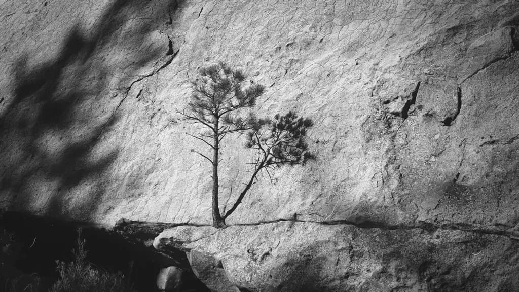 Nature's Persistence