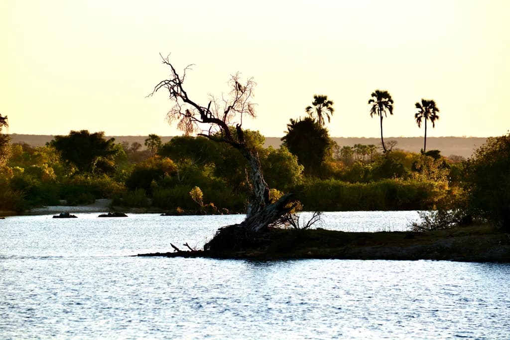 Whispers of the River: A Serene Sunset Over Palm-Lined Shores