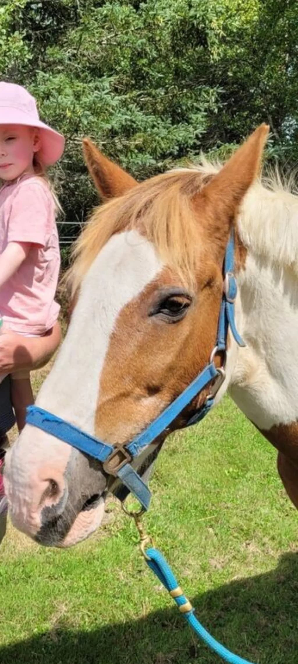 Horse and Child Outdoors