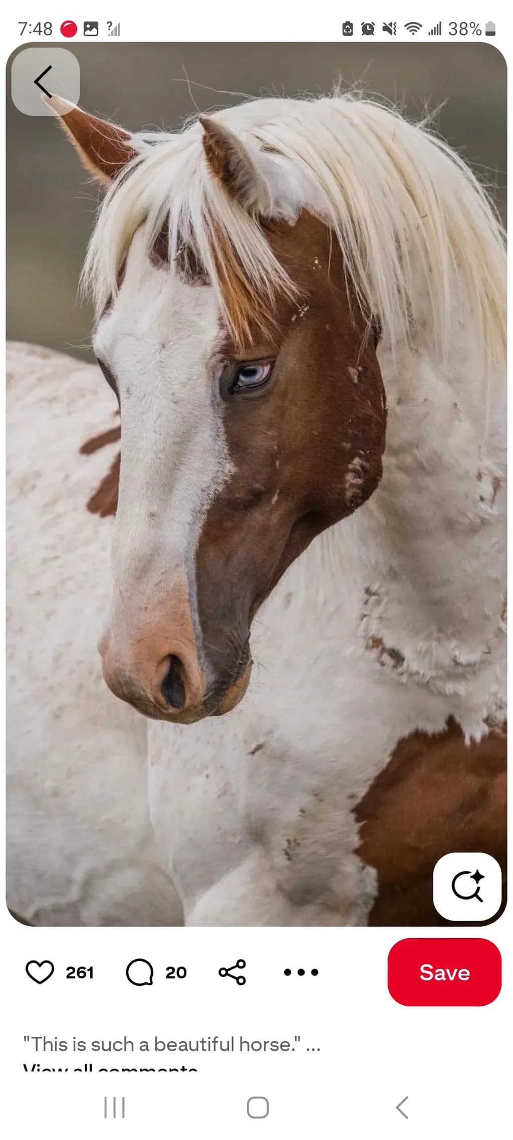 Portrait of Horse