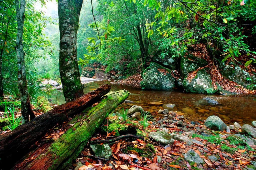 Barrington Forest Stream