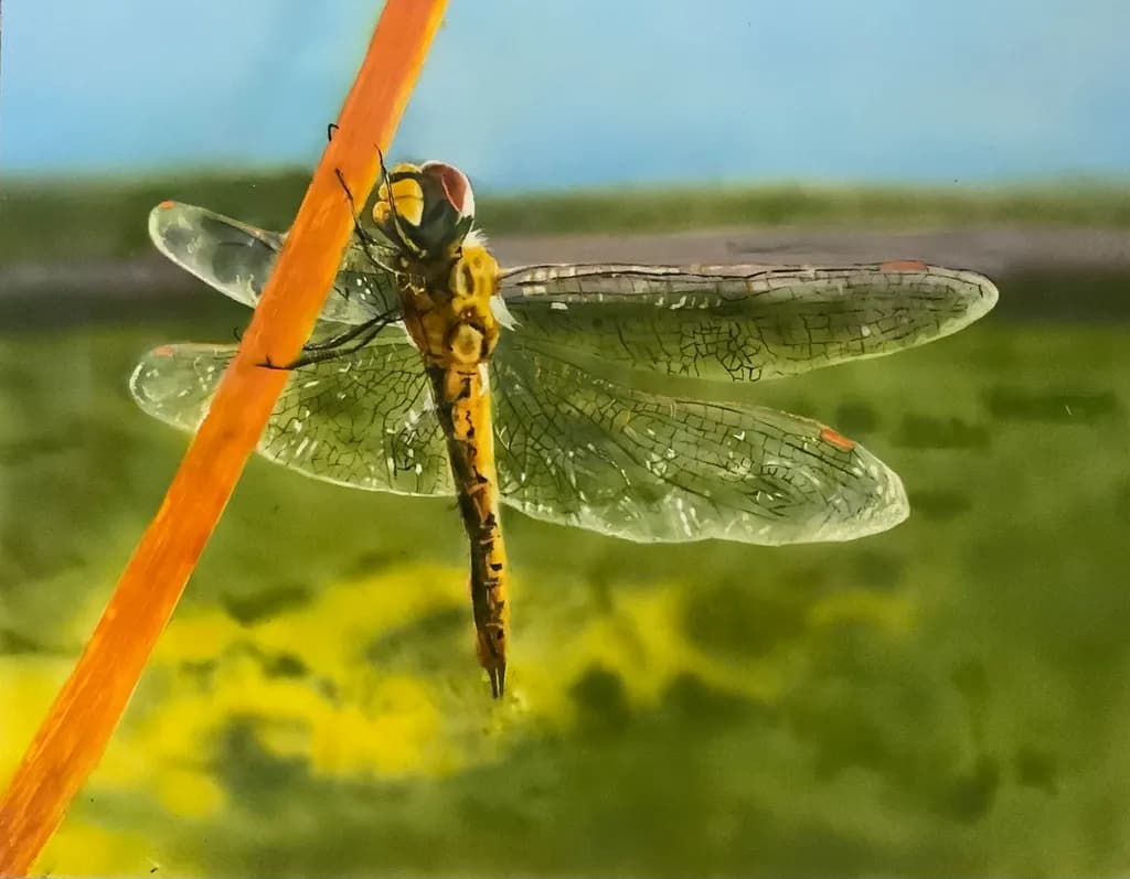 Transparent Wings
