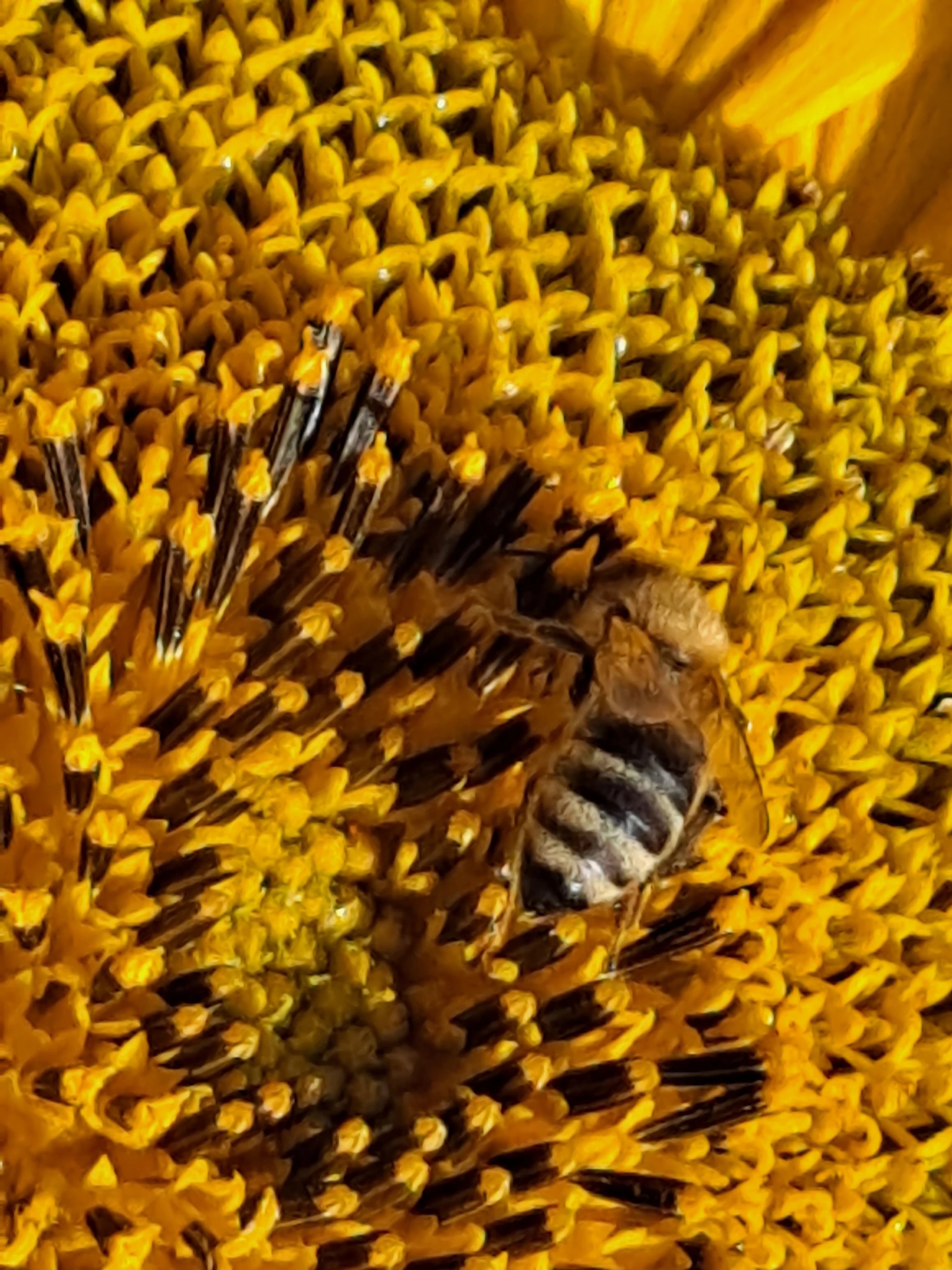 Bee in Bloom