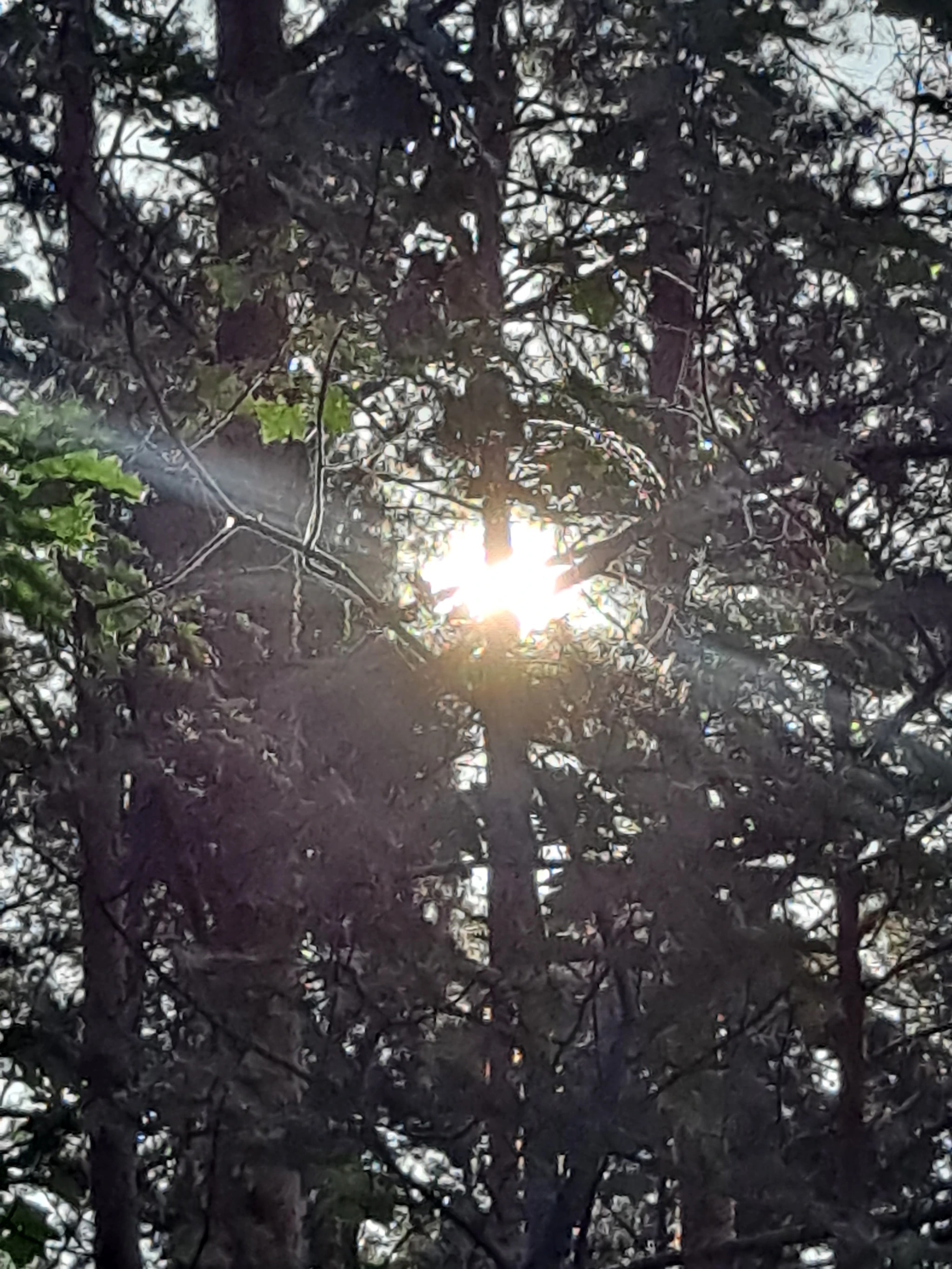 Sun Through Trees