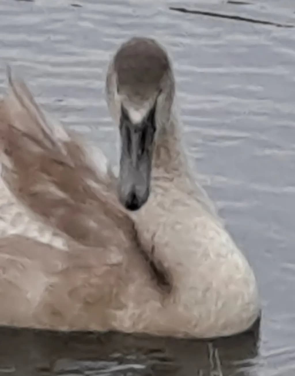 Swan on Water