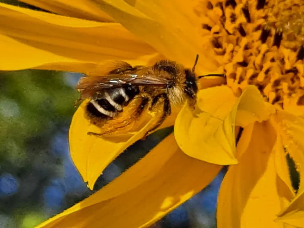Bee on Golden Bloom